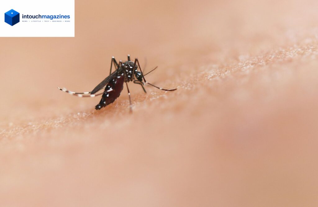 Dengue Fever Explained: What Americans Need to Know