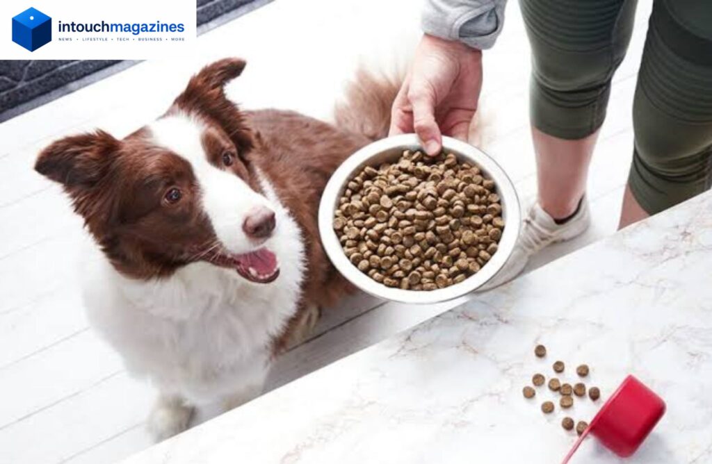 Best Dog Foods for Sensitive Stomach: Complete Buying Guide